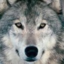 AlphaWolf