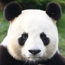 pandapenseur