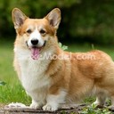 loonep